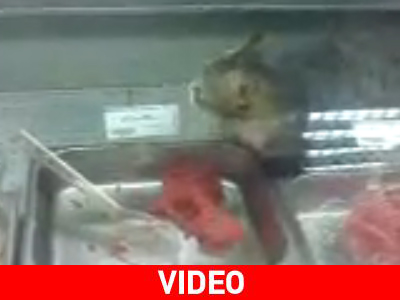 Γάτα τρώει αμέριμνη από πάγκο με κρέατα σε σουπερμάρκετ