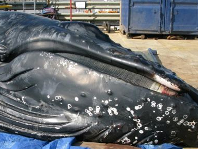 Φάλαινα πέθανε από ασιτία στον Τάμεση