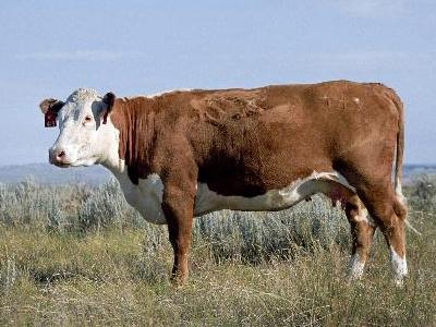 Θυσίασαν αγελάδα για το Mundial