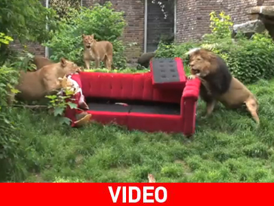 Τι δουλειά έχει ο καναπές στα λιοντάρια;