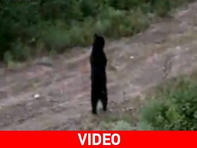 Αρκούδα περπατάει σαν άνθρωπος