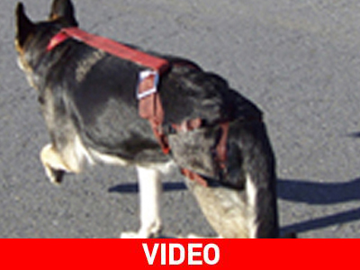 Ζώνη αγνότητας για… σκύλους