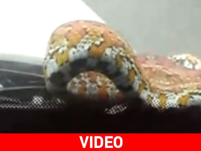 Ένα φίδι στο… παρμπρίζ