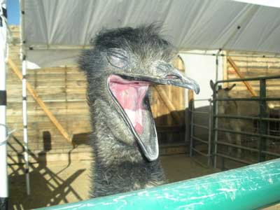 «Ψηλά τα… πούπουλα και τα φτερά»