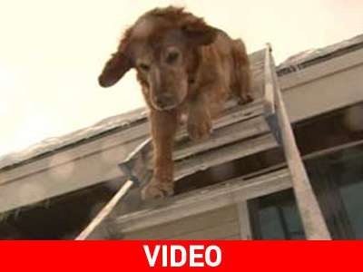 Τετράποδος… μαραγκός Τετράποδος… μαραγκός