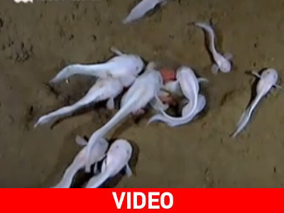 Τα ψάρια που ζουν στο μεγαλύτερο βάθος