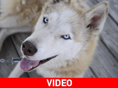 Σκύλος επέστρεψε στους ιδιοκτήτες του μετά από 13 χρόνια