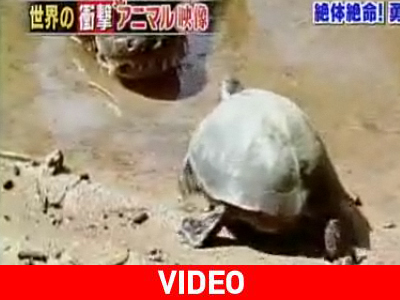 Χελώνα εναντίον κροκόδειλου: Ποιος κέρδισε;