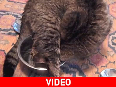 Τι είναι αυτό που πίνει νερό από το μπολ;…