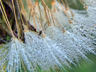«Πράσινο» ταμείο για το κλίμα