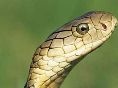 Τράκαρε σε παρκαρισμένα οχήματα εξαιτίας… φιδιών