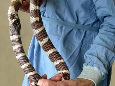 Φίδι τρώει… την ουρά του