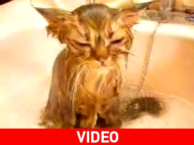 Τι τραβάω το κατοικίδιο…