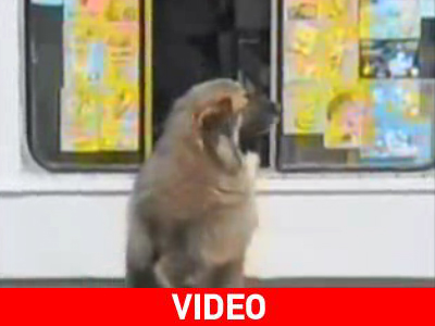 Τετράποδος φαν του παγωτατζή της γειτονιάς