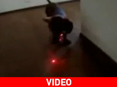 Πώς να κρατήσετε τον σκύλο σας απασχολημένο… για ώρες