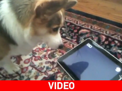 Ένα σκυλάκι ανακαλύπτει το iPad… Ένα σκυλάκι ανακαλύπτει το iPad…