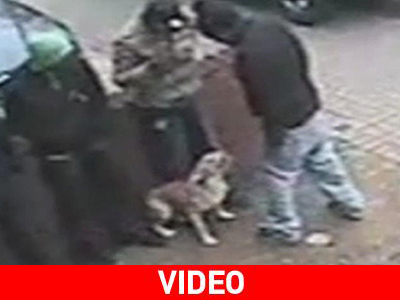 Στη φυλακή για βίαιη επίθεση σε σκύλο