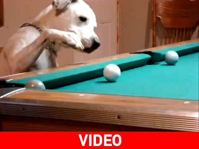 Σκύλος παίζει μπιλιάρδο