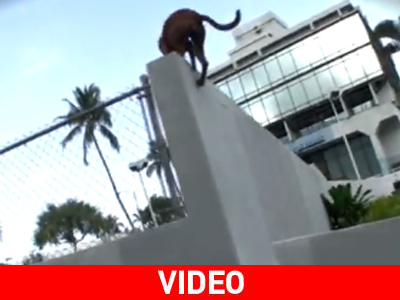 Σκύλος κάνει… παρκούρ