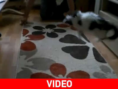 Γατάκι… καγκουρό