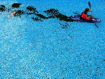 Ο Τάμεσης γέμισε με πλαστικές… πάπιες