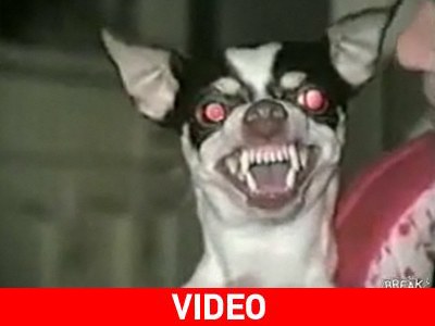 Ο διάβολος… κυρίευσε τον σκύλο