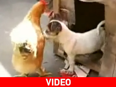 Κουτάβι βάζει την κότα στην θέση της…