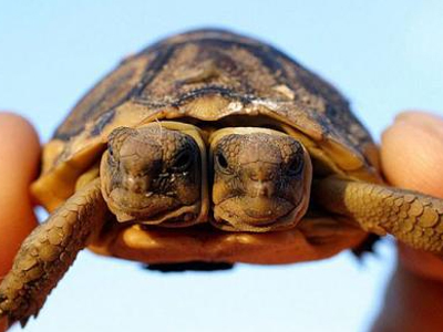 Ασυνήθιστα ζώα από όλον τον κόσμο