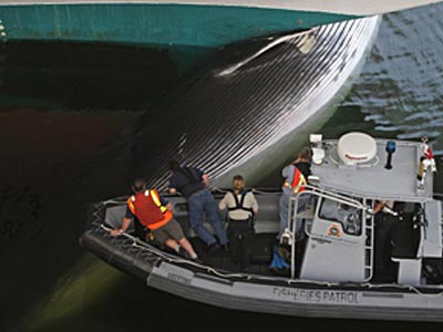 Βρέθηκε νεκρή φάλαινα «κολλημένη» στην πλώρη κρουαζιερόπλοιου
