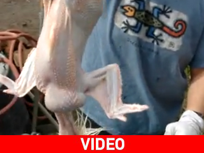 Ξεπουπουλιάστε το κοτόπουλο σε… 1’ 40’’