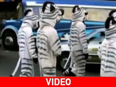 Τι γυρεύουν οι ζέβρες στον δρόμο; Τι γυρεύουν οι ζέβρες στον δρόμο;