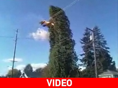 Ένα δέντρο… αυτοκτόνησε