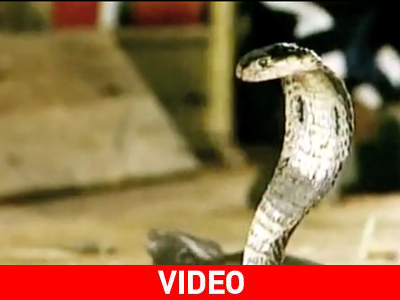 Το χωριό της… κόμπρας