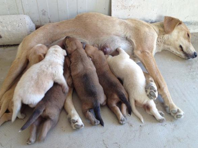 Χαρίζονται αδελφάκια κουταβάκια