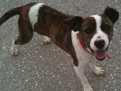 Ταλαιπωρημένη σκυλίτσα αναζητεί οικογένεια