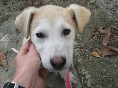 Λαμπραντόρ χαρίζεται σε φιλόζωους