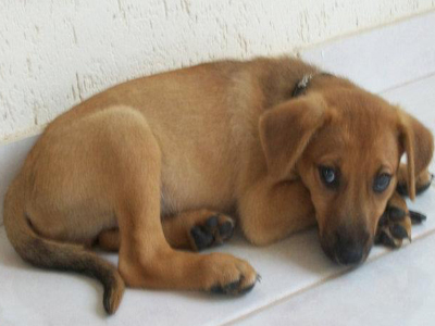 Χαρίζεται ο Ρόκο