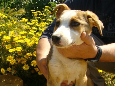 Χαρίζεται όμορφη κουταβίνα