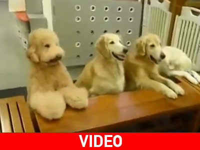 Σκύλοι προσεύχονται πριν το φαγητό και μαζεύουν τα πιάτα μετά το γεύμα!