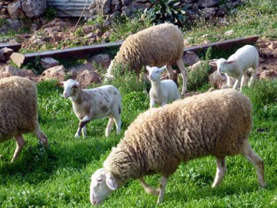 Ηράκλειο: Αυξάνουν ανησυχητικά τα κρούσματα ζωοκλοπών