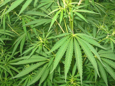 Συνελήφθη με 10 κιλά κάνναβη!