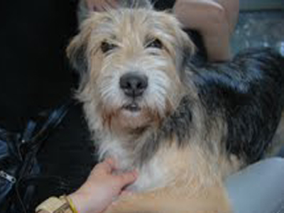 H Pepsi αναζητεί οικογένεια