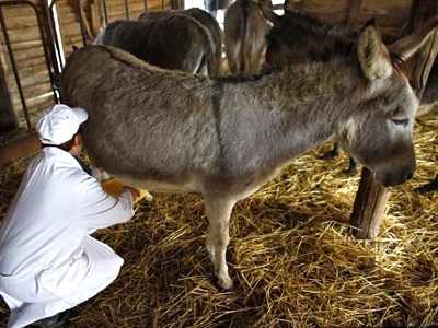 Γαϊδουρινό γάλα για πολίτες με γαϊδουρινή υπομονή…