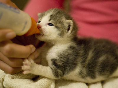 Χαρίζονται μωρά γατάκια