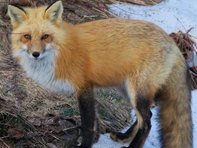 Έφαγαν αλεπού, λόγω οικονομικής κρίσης