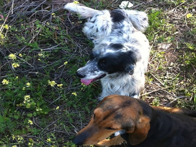 Ποιος θα τα φιλοξενήσει;