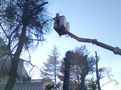 Διακοπή κυκλοφορίας, λόγω κλαδέματος δέντρων