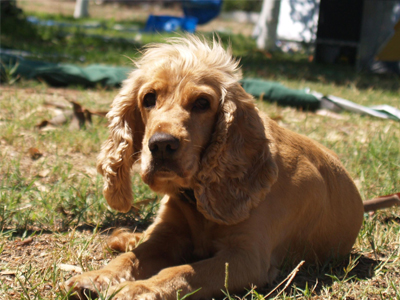 Χάθηκε σκυλάκι