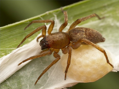 Δηλητήριο αράχνης… φάρμακο για την ανδρική στύση;