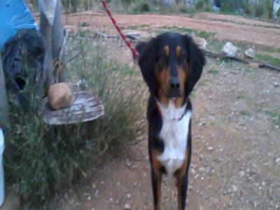 Χάθηκε η Μπουμπού